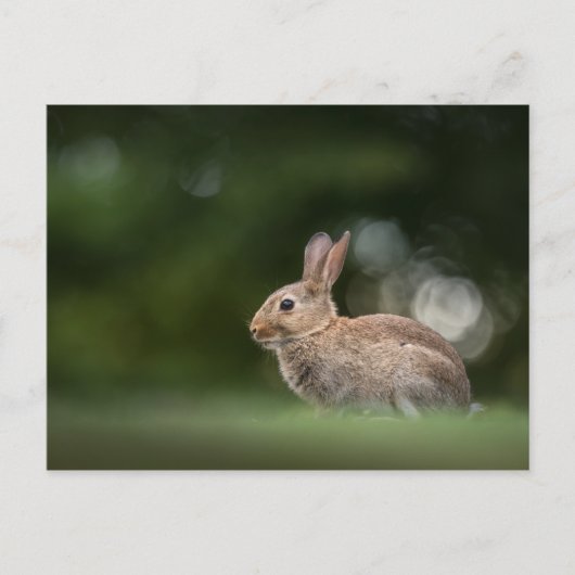 Bunny Nature Foto Postkarte (Vorderseite)