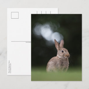 Bunny Nature Foto Postkarte