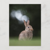 Bunny Nature Foto Postkarte (Vorderseite)