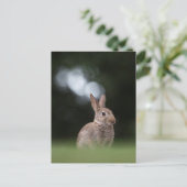 Bunny Nature Foto Postkarte (Stehend Vorderseite)