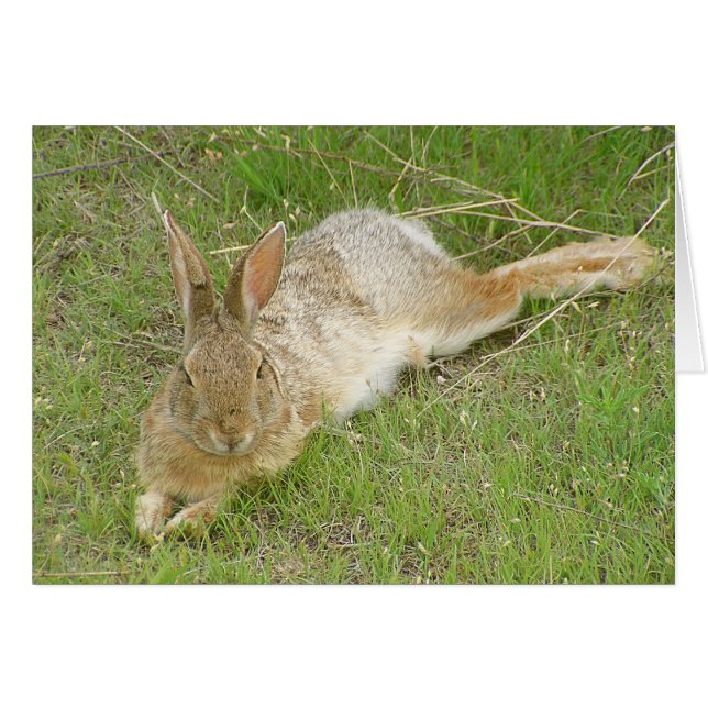 Bunny on Break (Vorderseite (Horizontal))