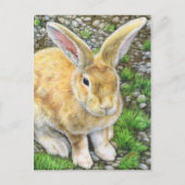 Bunny Pastel Postkarte (Vorderseite)