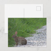 Bunny Postcard Postkarte (Vorne/Hinten)
