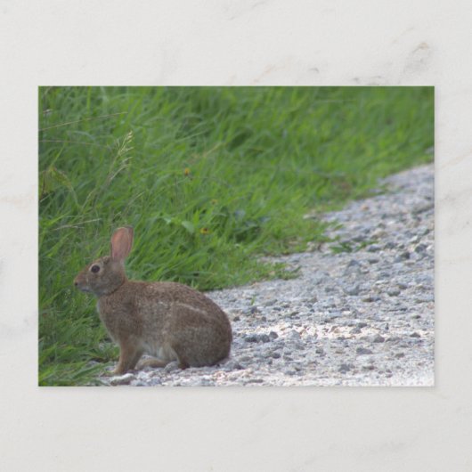Bunny Postcard Postkarte (Vorderseite)