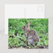 Bunny Postkarte (Vorne/Hinten)