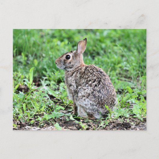 Bunny Postkarte (Vorderseite)
