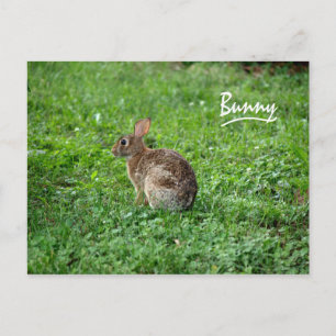 Bunny Postkarte