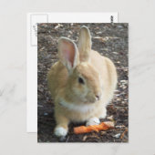 Bunny Postkarte (Vorne/Hinten)