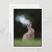 Bunny Postkarte (Vorne/Hinten)