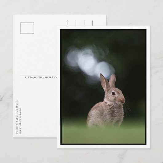 Bunny Postkarte (Vorne/Hinten)