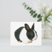 Bunny Rabbit Black & White Postkarte (Stehend Vorderseite)