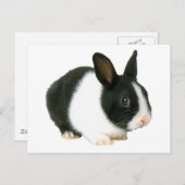 Bunny Rabbit Black & White Postkarte (Vorne/Hinten)