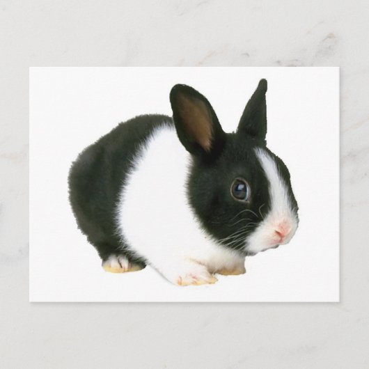Bunny Rabbit Black & White Postkarte (Vorderseite)