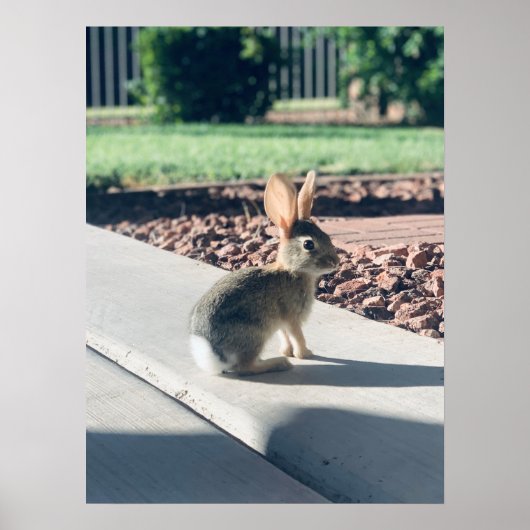 Bunny Rabbit Foto von Easter Spring Poster (Vorne)