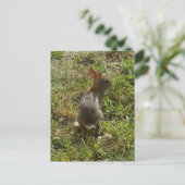 Bunny Rabbit Hare Stuff Postkarte (Stehend Vorderseite)