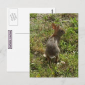 Bunny Rabbit Hare Stuff Postkarte (Vorne/Hinten)