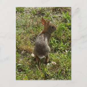 Bunny Rabbit Hare Stuff Postkarte