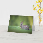 Bunny Rabbit Nature Foto Karte (Gelbe Blume)
