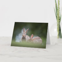 Bunny Rabbit Nature Foto