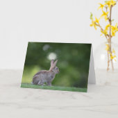 Bunny Rabbit Nature Foto Karte (Gelbe Blume)