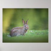 Bunny Rabbit Nature Foto Poster (Vorne)