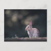 Bunny Rabbit Nature Foto Postkarte (Vorderseite)