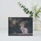 Bunny Rabbit Nature Foto Postkarte (Stehend Vorderseite)