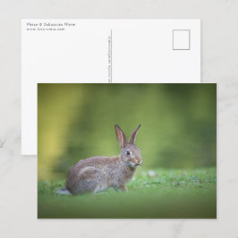 Bunny Rabbit Nature Photo Postkarte