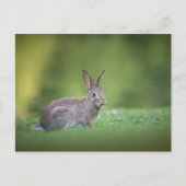 Bunny Rabbit Nature Photo Postkarte (Vorderseite)