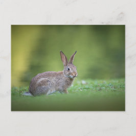 Bunny Rabbit Nature Photo Postkarte