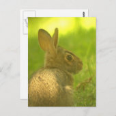 Bunny Rabbit Postcard Postkarte (Vorne/Hinten)