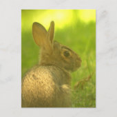 Bunny Rabbit Postcard Postkarte (Vorderseite)