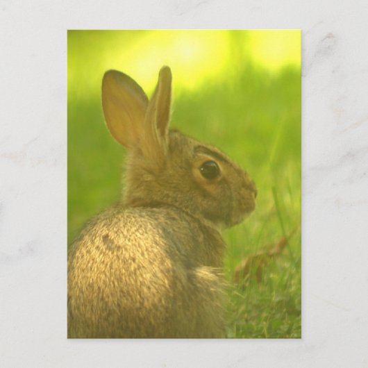 Bunny Rabbit Postcard Postkarte (Vorderseite)
