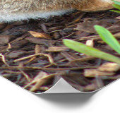 Bunny Rabbit Poster (Ecke)