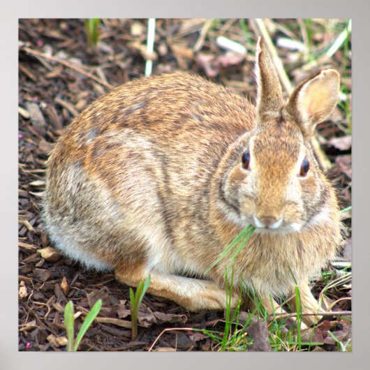 Bunny Rabbit Poster (Vorne)