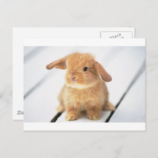 Bunny Rabbit Postkarte (Vorne/Hinten)