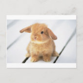 Bunny Rabbit Postkarte (Vorderseite)