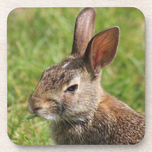 Bunny Rabbit Untersetzer (Vorderseite)