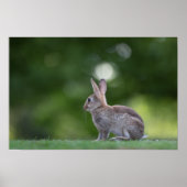 Bunny Rabbit Wildlife Foto Poster (Vorne)