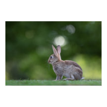 Bunny Rabbit Wildlife Foto