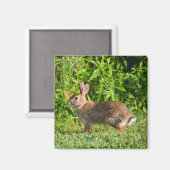 Bunny Rabbit Wildlife Green Nature Square Magnet (Vorderseite/Rückseite)