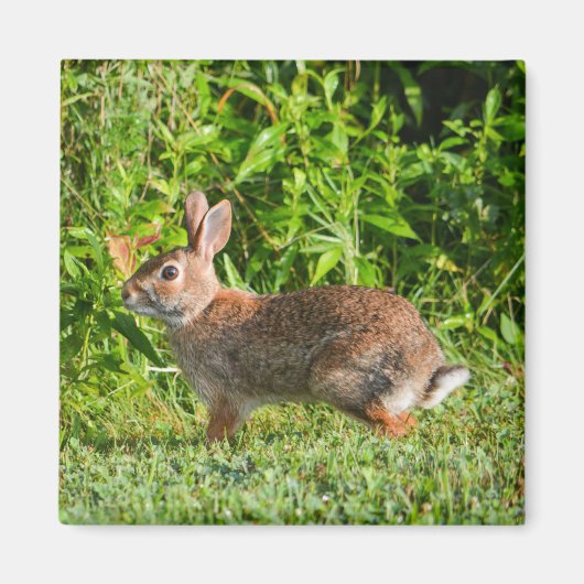 Bunny Rabbit Wildlife Green Nature Square Magnet (Vorne)