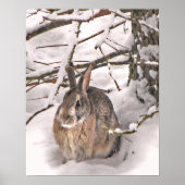 Bunny Seeking Shelter Poster (Vorne)