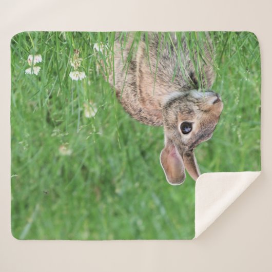 Bunny Sherpadecke (Vorderseite (Horizontal))