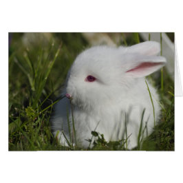 Bunny Sniffing Blume