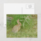 Bunny So Niedlich Postkarte (Vorne/Hinten)