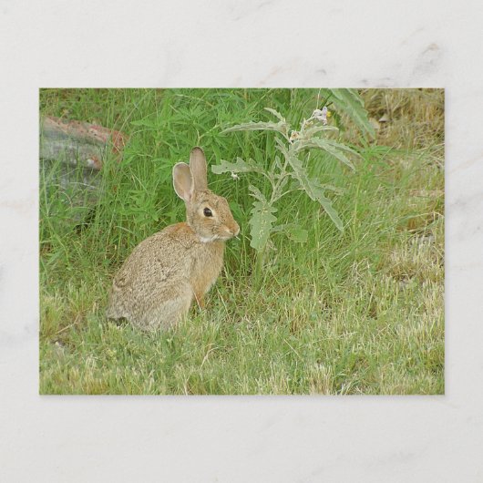 Bunny So Niedlich Postkarte (Vorderseite)