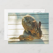 Bunny und Chipmunk Sharing Postkarte (Vorne/Hinten)
