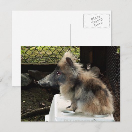 Bunnyping-Postkarte Postkarte (Vorne/Hinten)