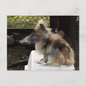 Bunnyping-Postkarte Postkarte (Vorderseite)